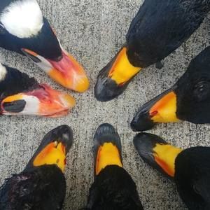 Meet your Posher, Billy